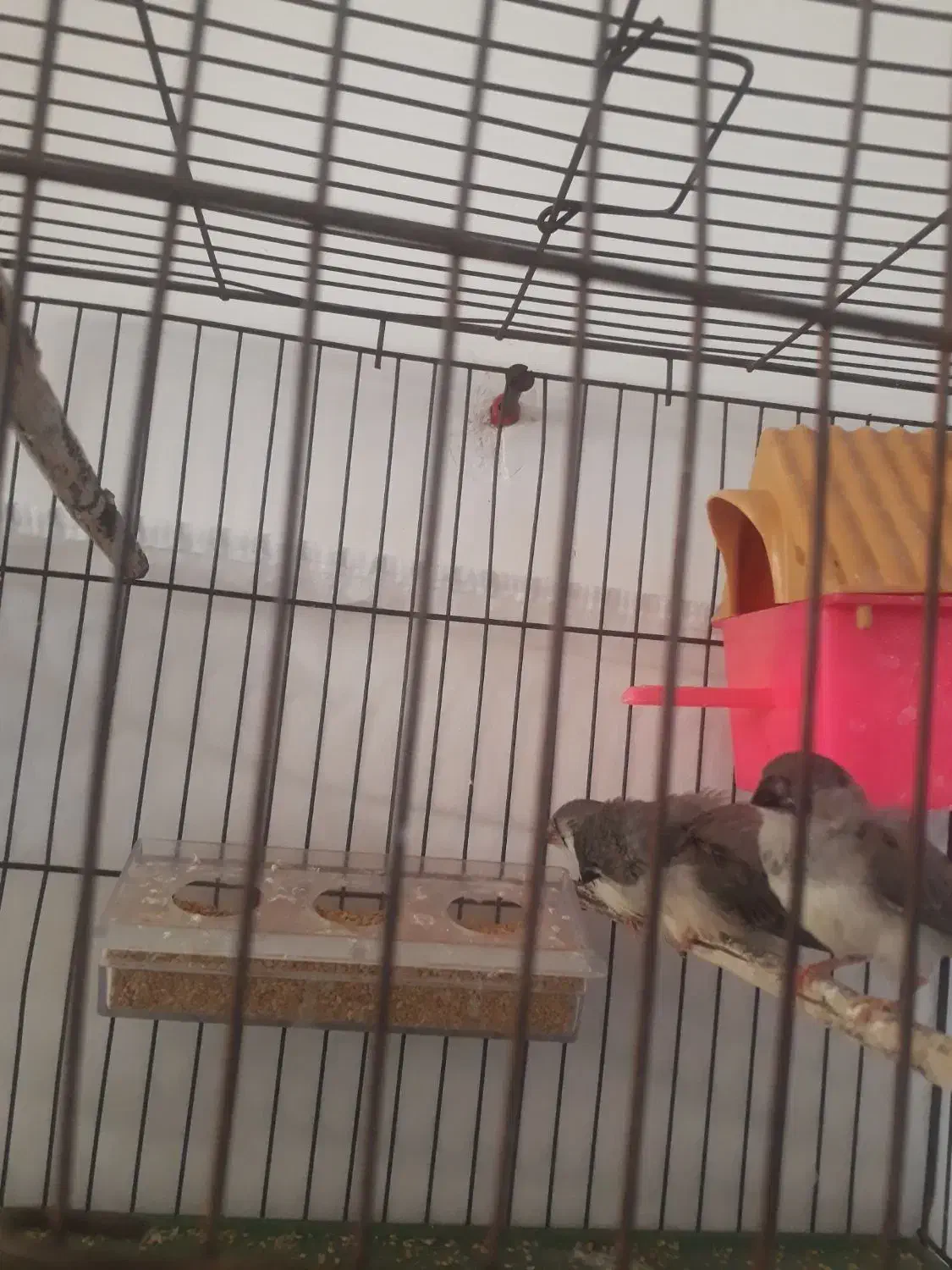 سلام ۳عدد فینج ۳ماهه دونخور وزرنگ|پرنده|تبریز, |دیوار