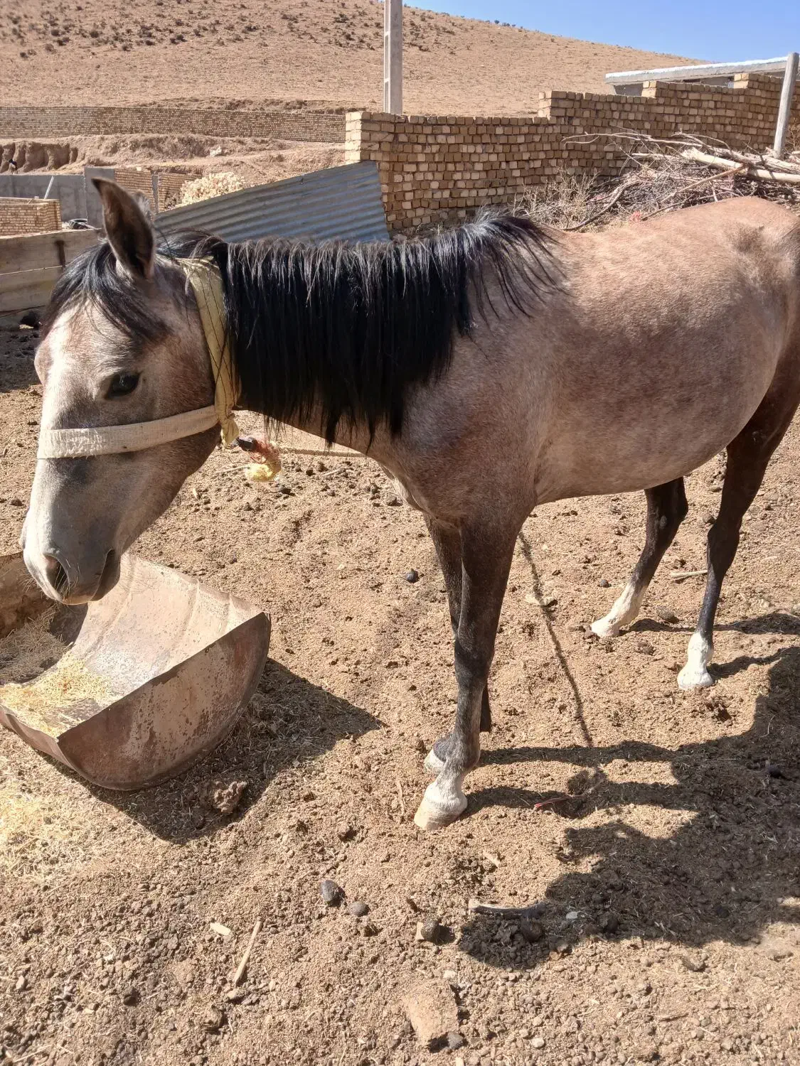 اسب مادیان|اسب و تجهیزات اسب‌سواری|ابهر, |دیوار