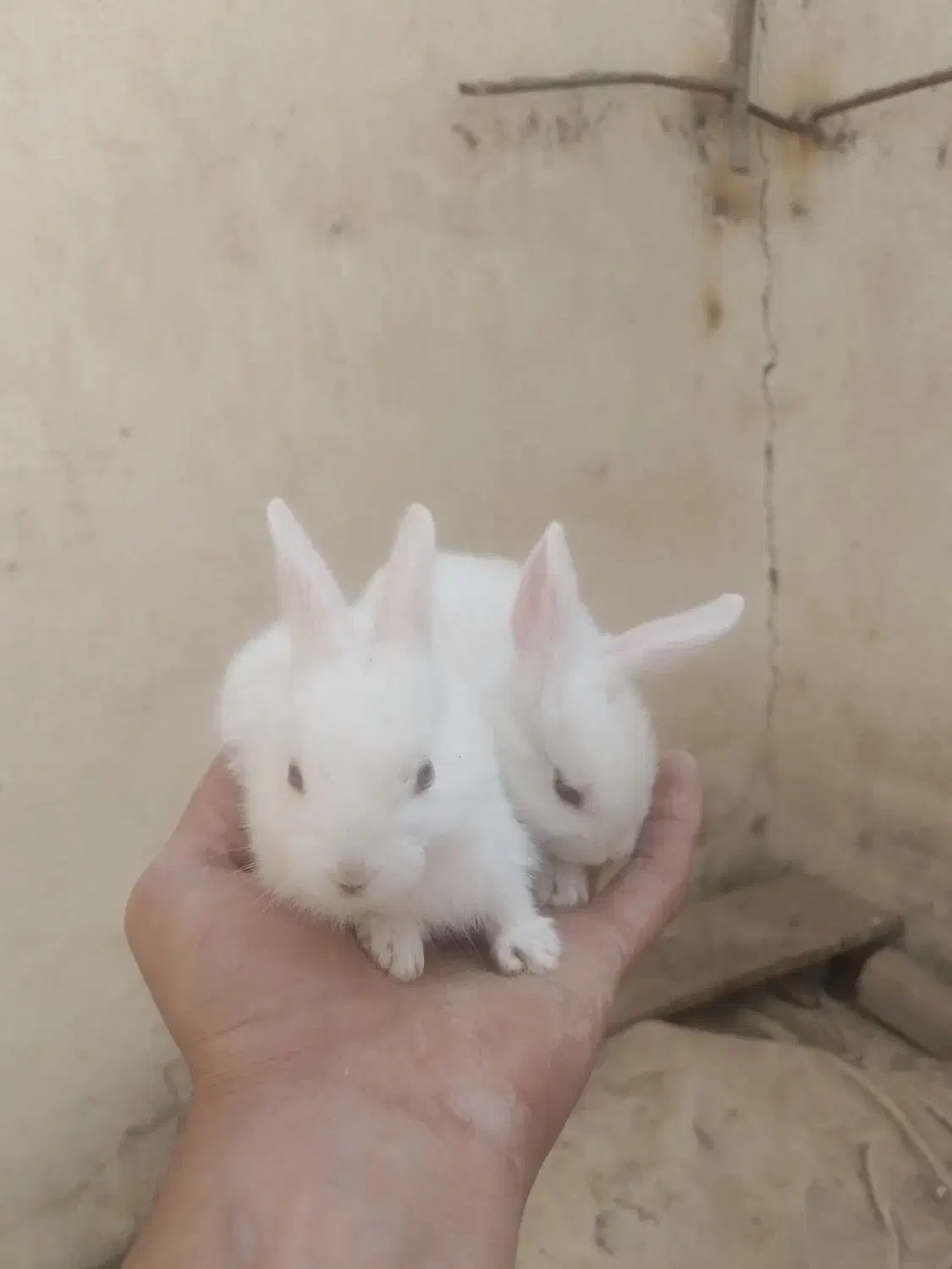 بچه خرگوش وبزرگ|موش و خرگوش|بم, |دیوار