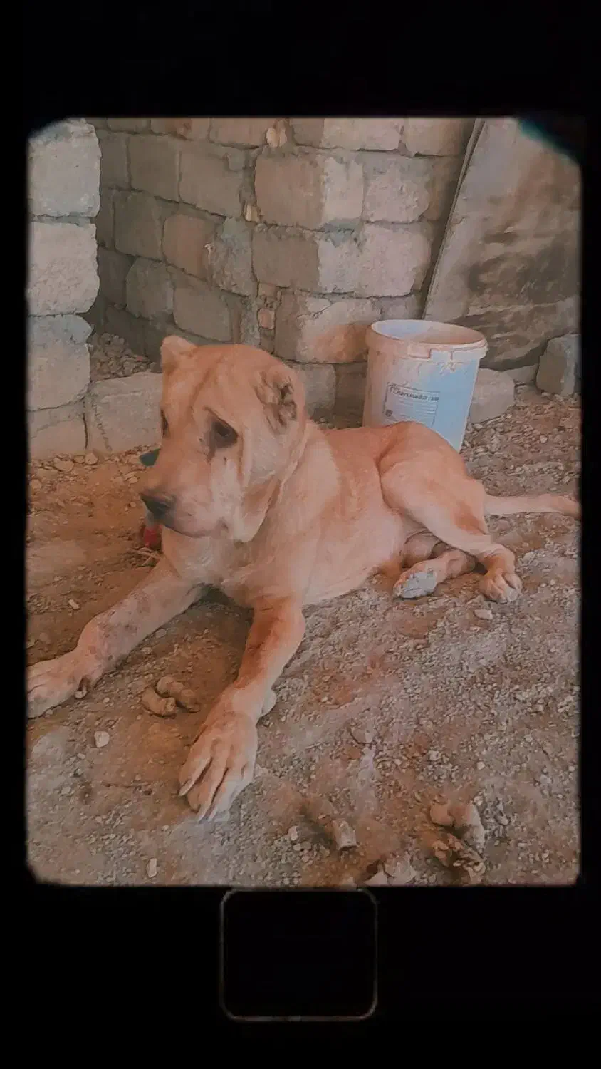 واگذاری سگ عراقی .پژدر فی ۵|سگ|لنجان, |دیوار