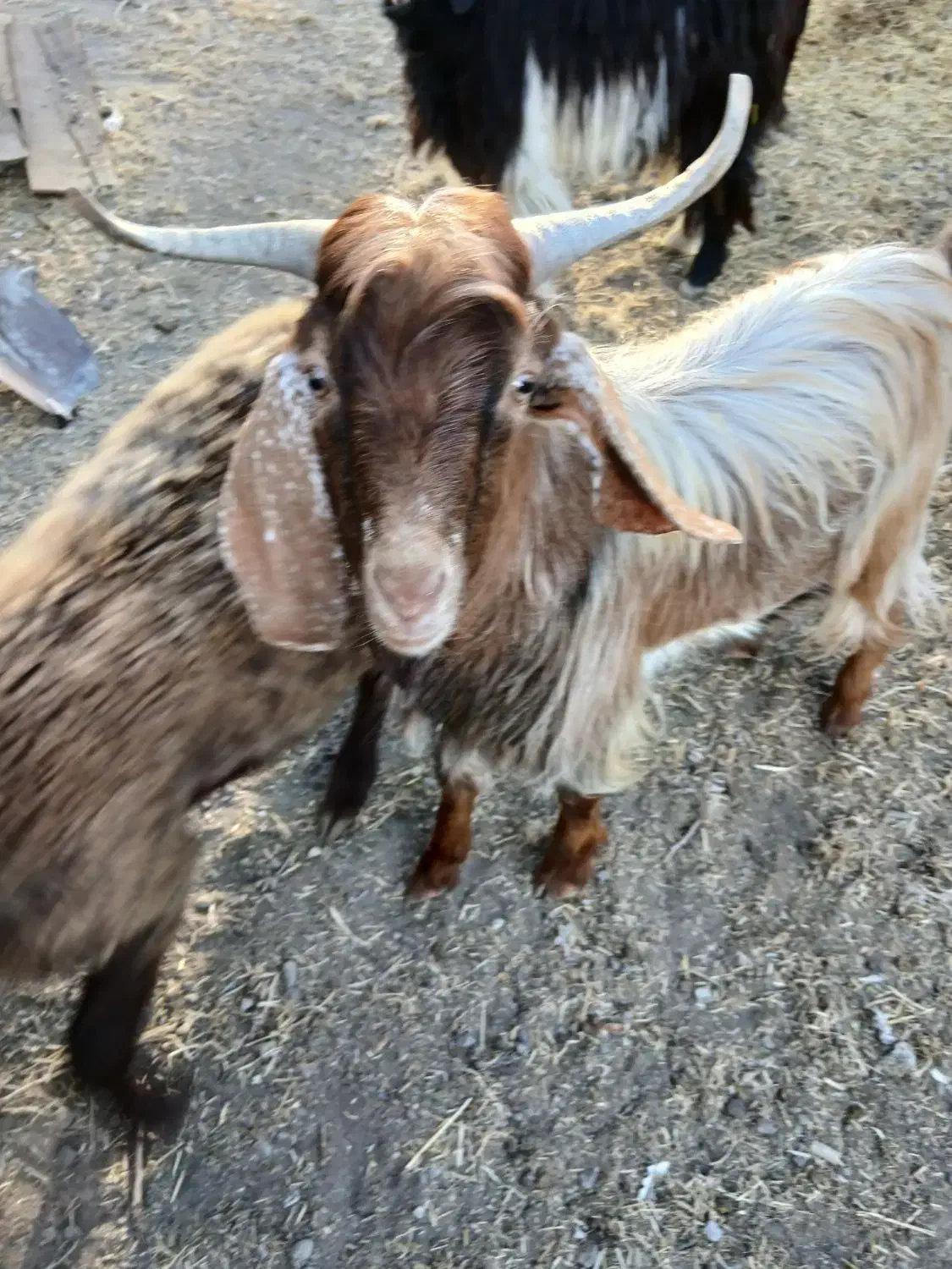 دوعددماده آبستن ویک عددنریک ساله|حیوانات مزرعه|تبریز, |دیوار