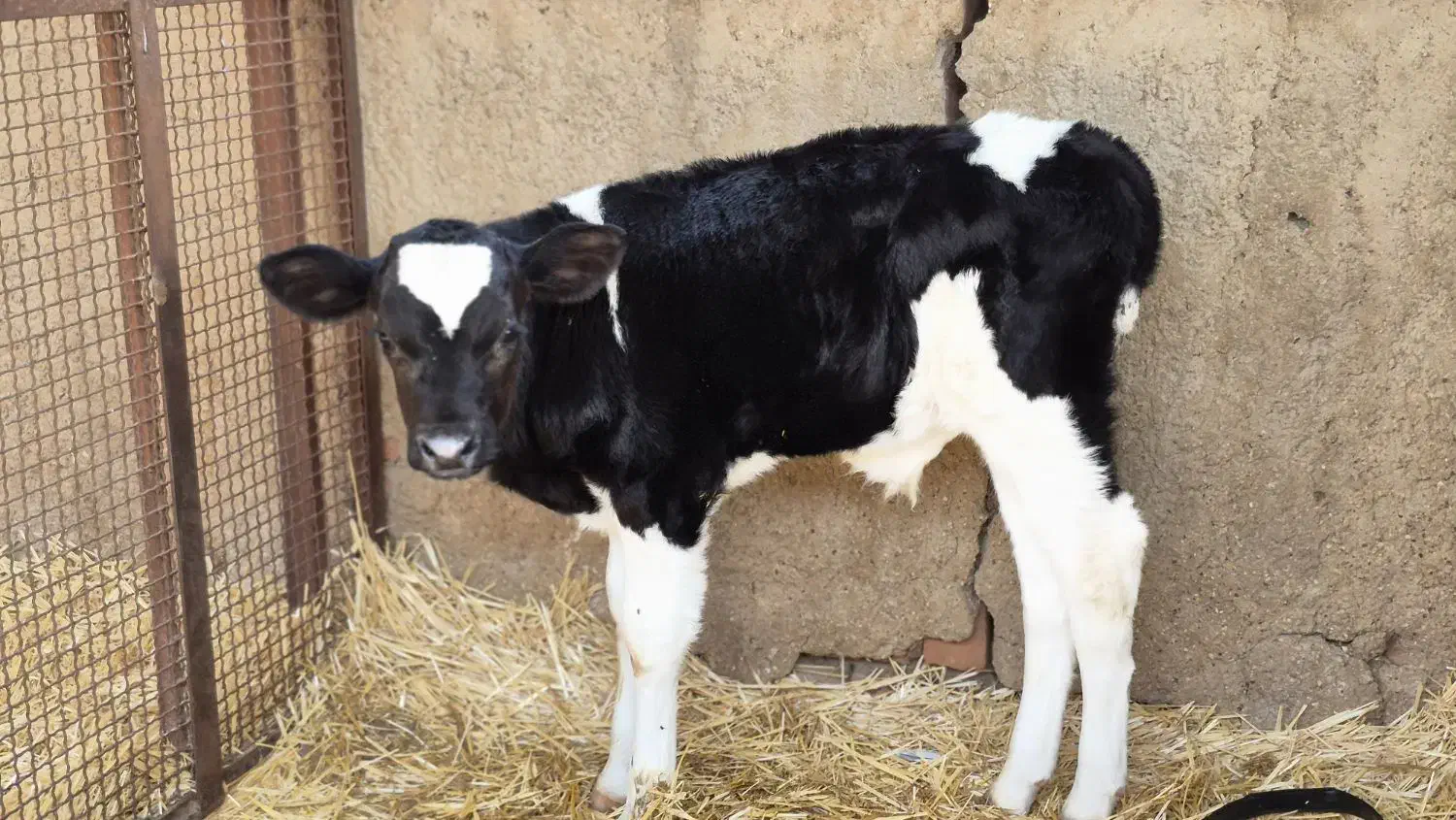 گاو و گوساله نرو ماده|حیوانات مزرعه|مرودشت, کناره|دیوار