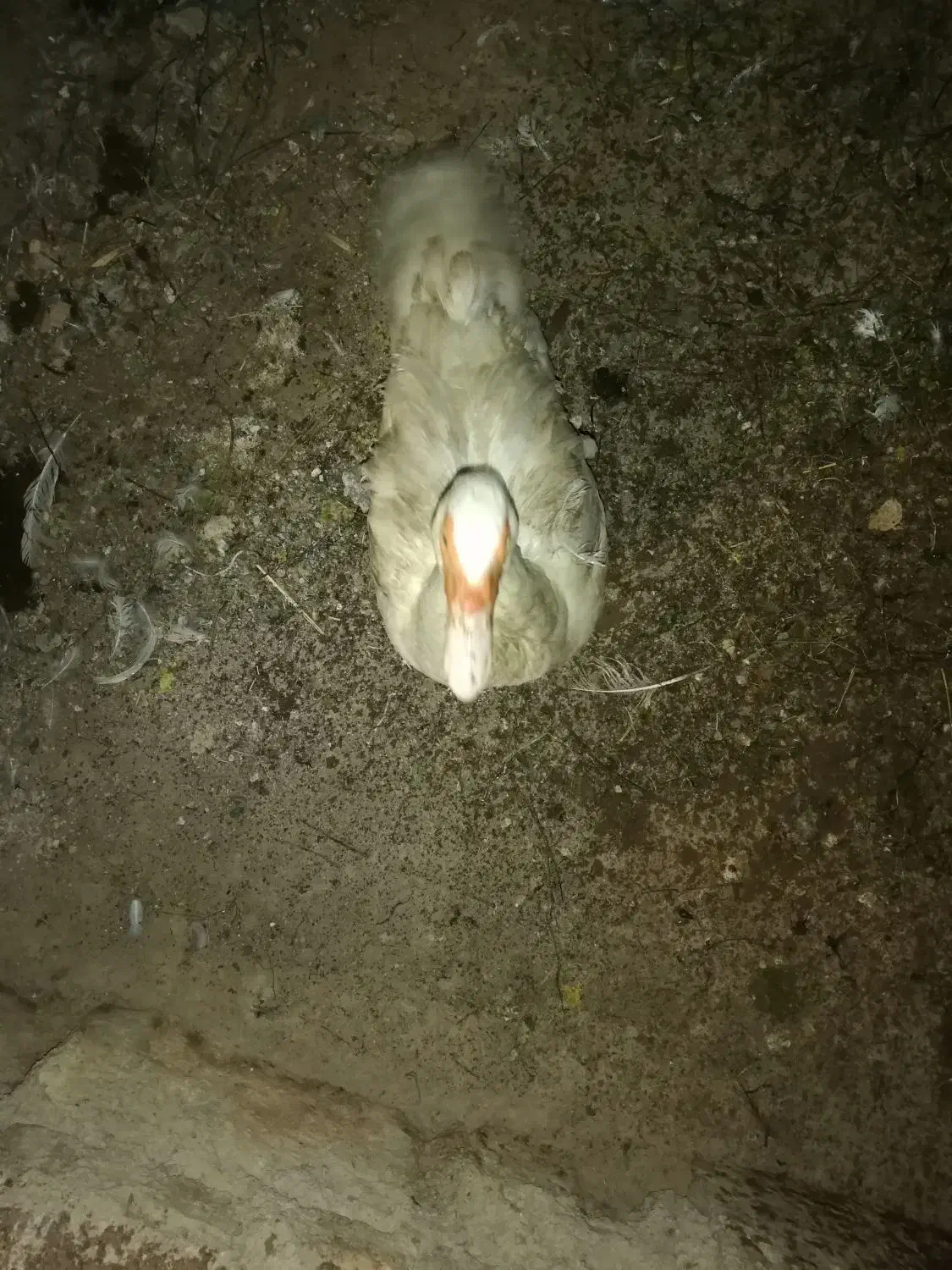 فروش ۱ مرغابی نر نژاد مسکویی و دو تا قوغاز|حیوانات مزرعه|سرپل ذهاب, |دیوار