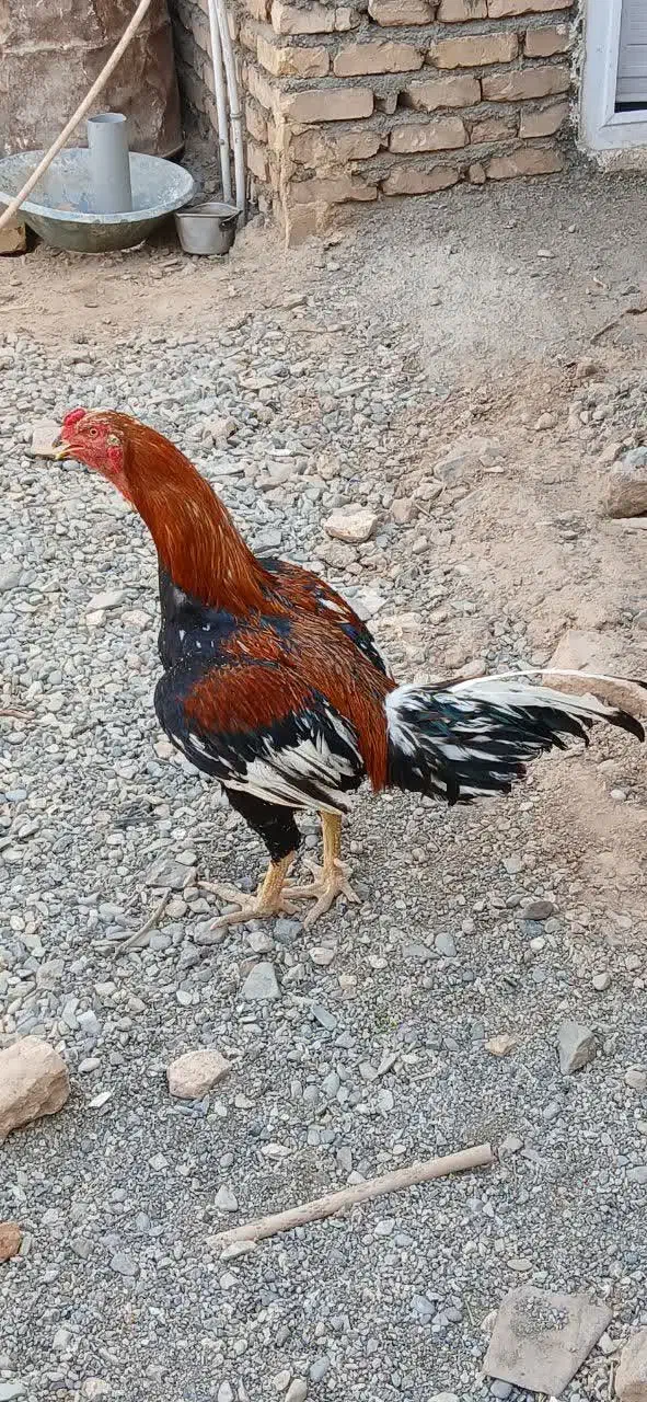 پرنده|پرنده|کاشمر, |دیوار
