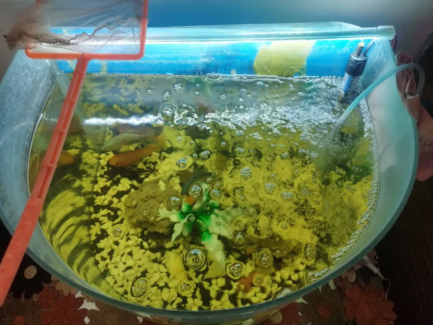 آکواریوم|ماهی|مشهد, نوید|دیوار