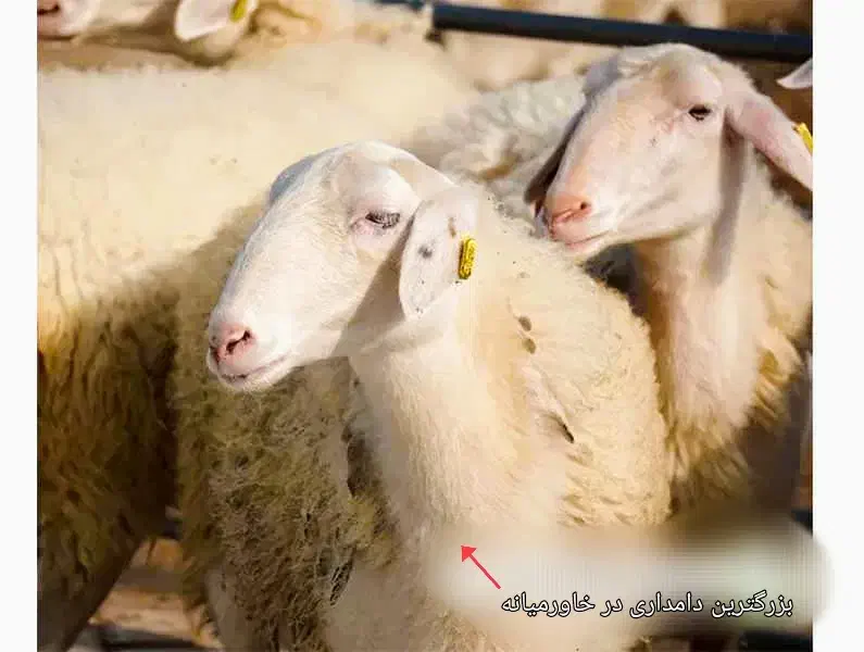 .گوسفند زنده اورگانیک.ب شرط نصفه.خونی|حیوانات مزرعه|مشهد, نوید|دیوار