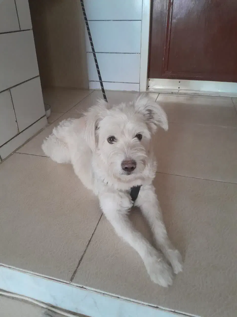 واگذاری سگ شیتزو نر 3سال|سگ|کرمان, |دیوار