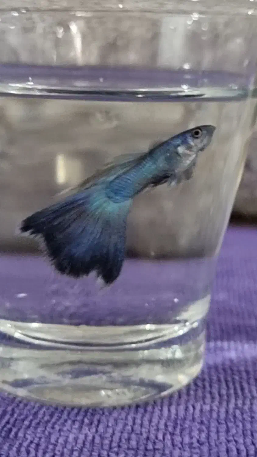 ماهی گوپی کلکسیونی خاص (مولد)|ماهی|گرگان, |دیوار