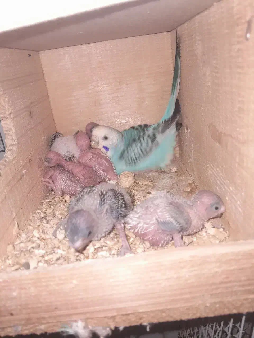 مرغ عشق با جوجه|پرنده|قائم‌شهر, |دیوار