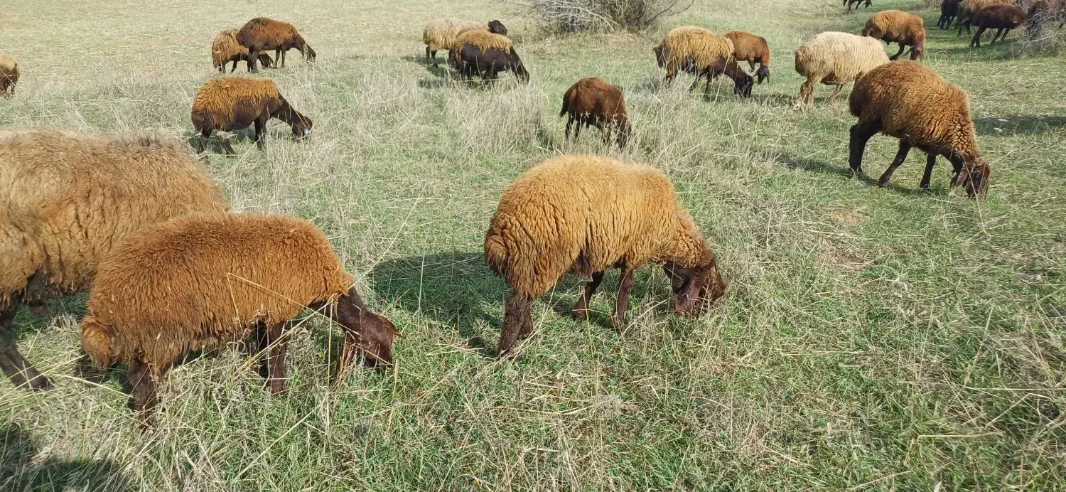 بره نر همووچند قلو زا خالص.|حیوانات مزرعه|خدا آفرین, |دیوار