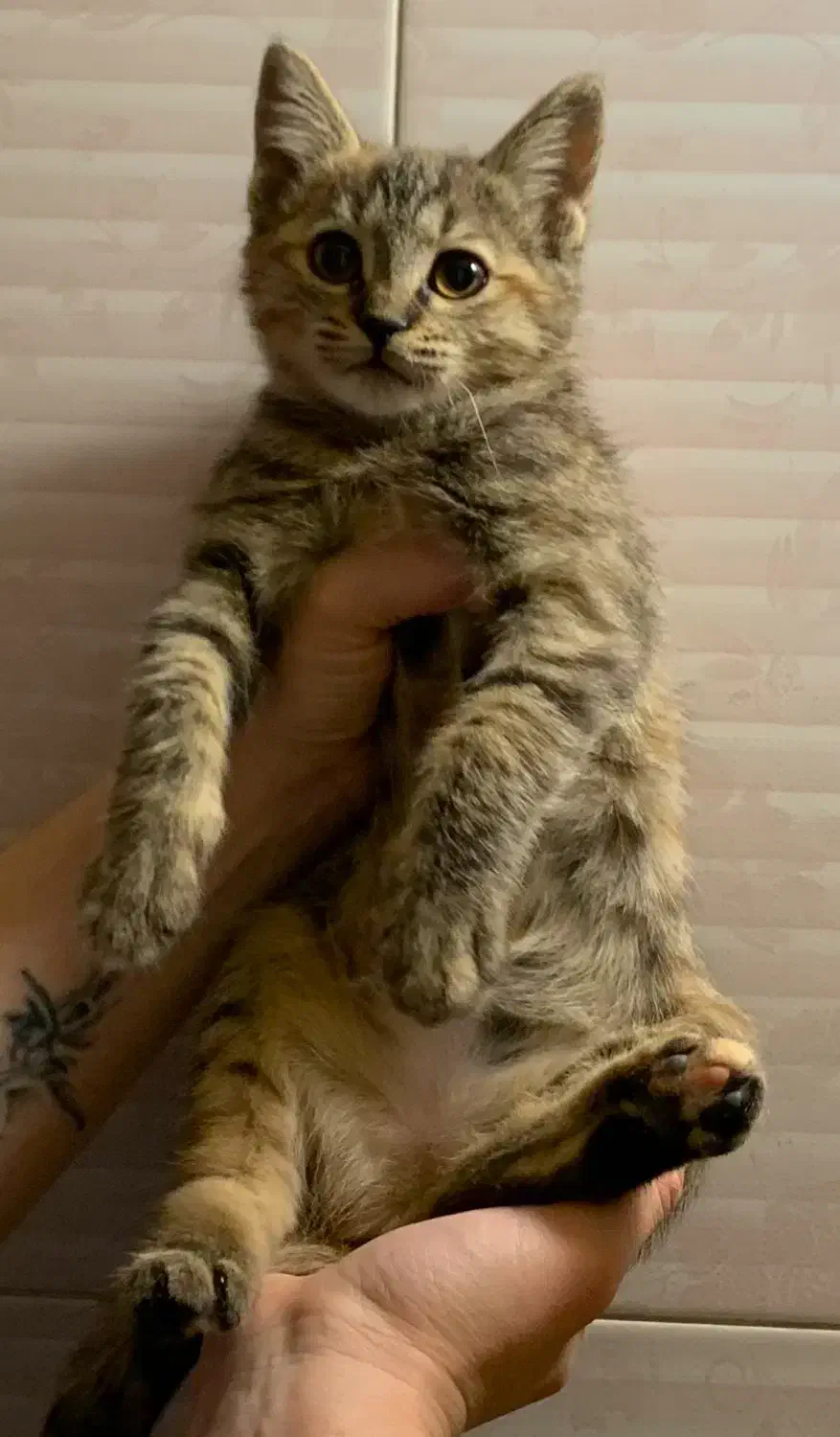 واگذاری رایگان گربه با تعهد|گربه|تهران, بهار|دیوار