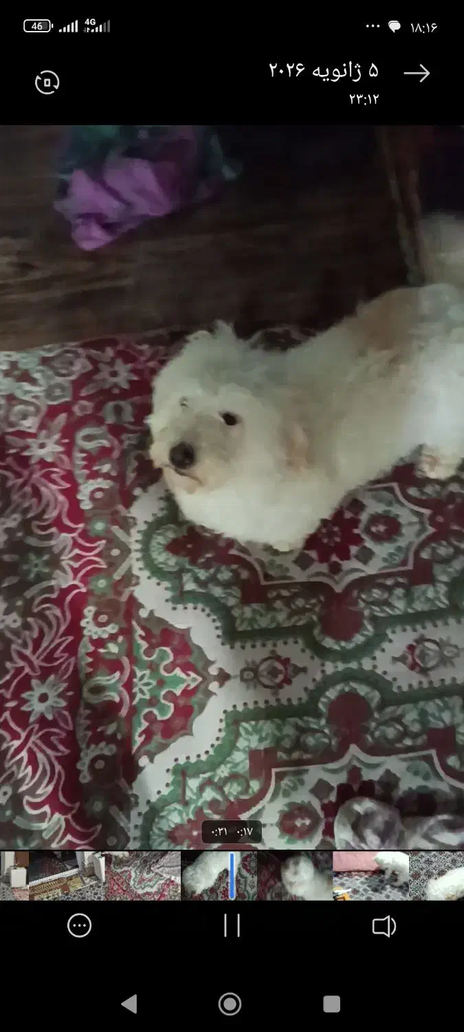 سگ گمشده|حیوانات|خلخال, |دیوار