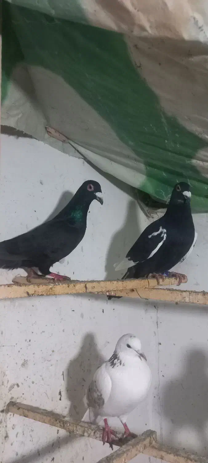 سه تا حیوان نر زربه|حیوانات|بجنورد, |دیوار