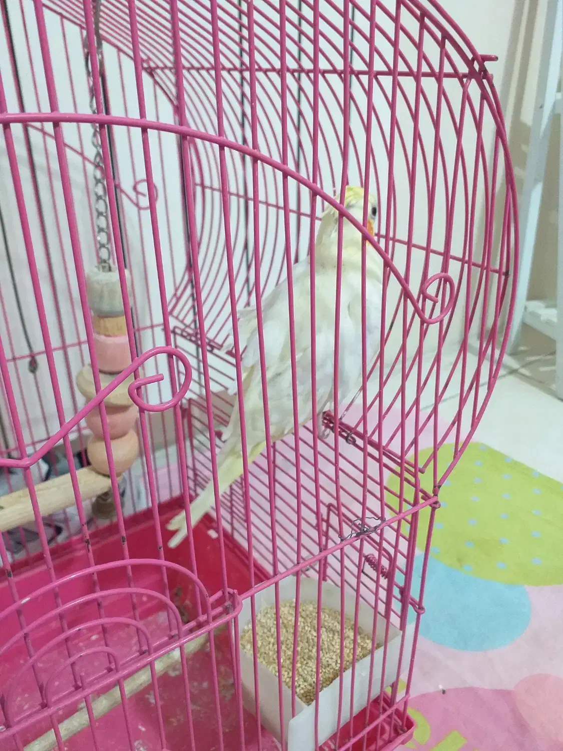 عروس هلندی|پرنده|رودهن, |دیوار