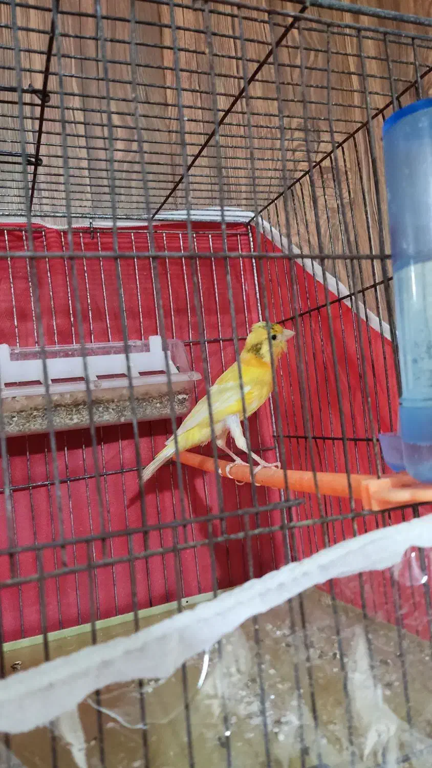 قناری نر سرخ|پرنده|تربتحیدریه, طالقانی|دیوار