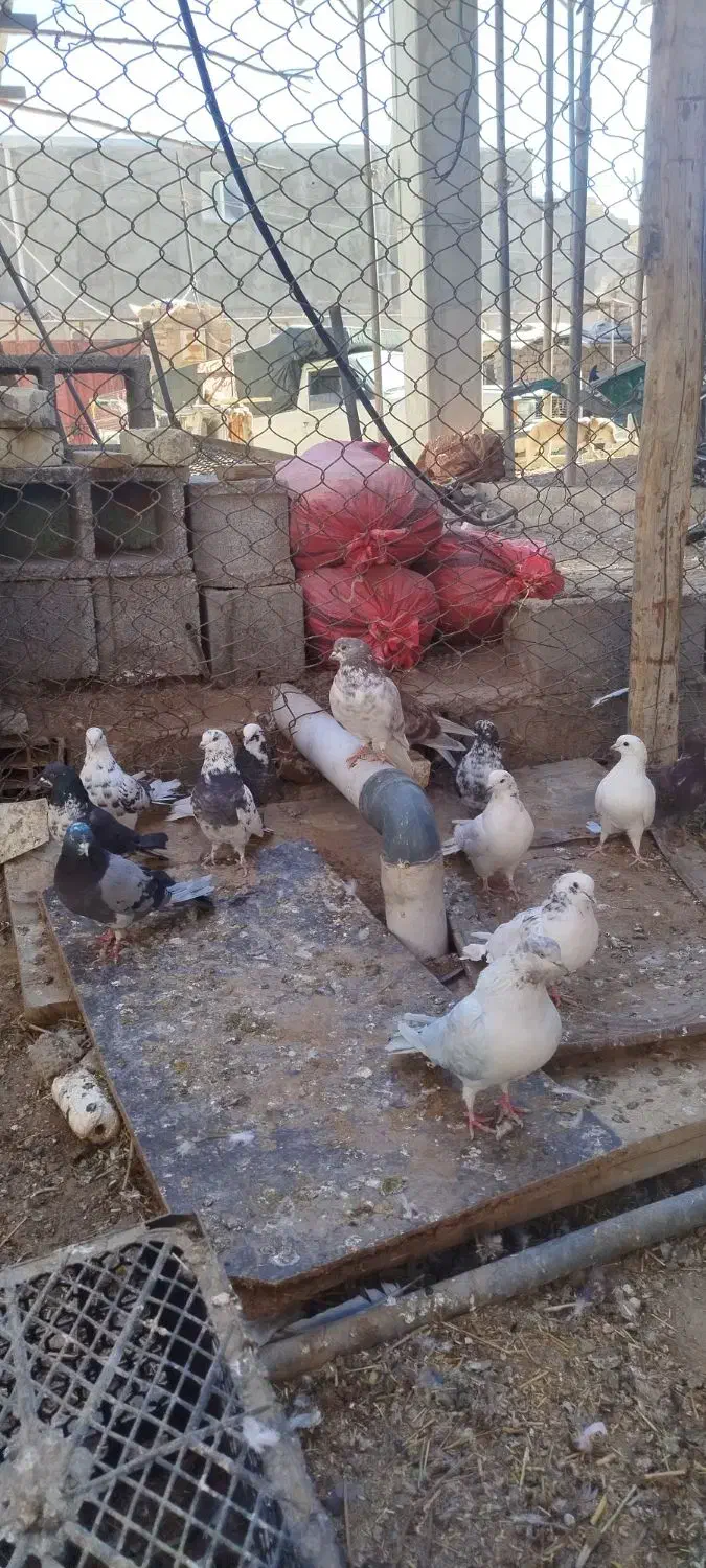 کبوتر پرشی|پرنده|سیرجان, |دیوار