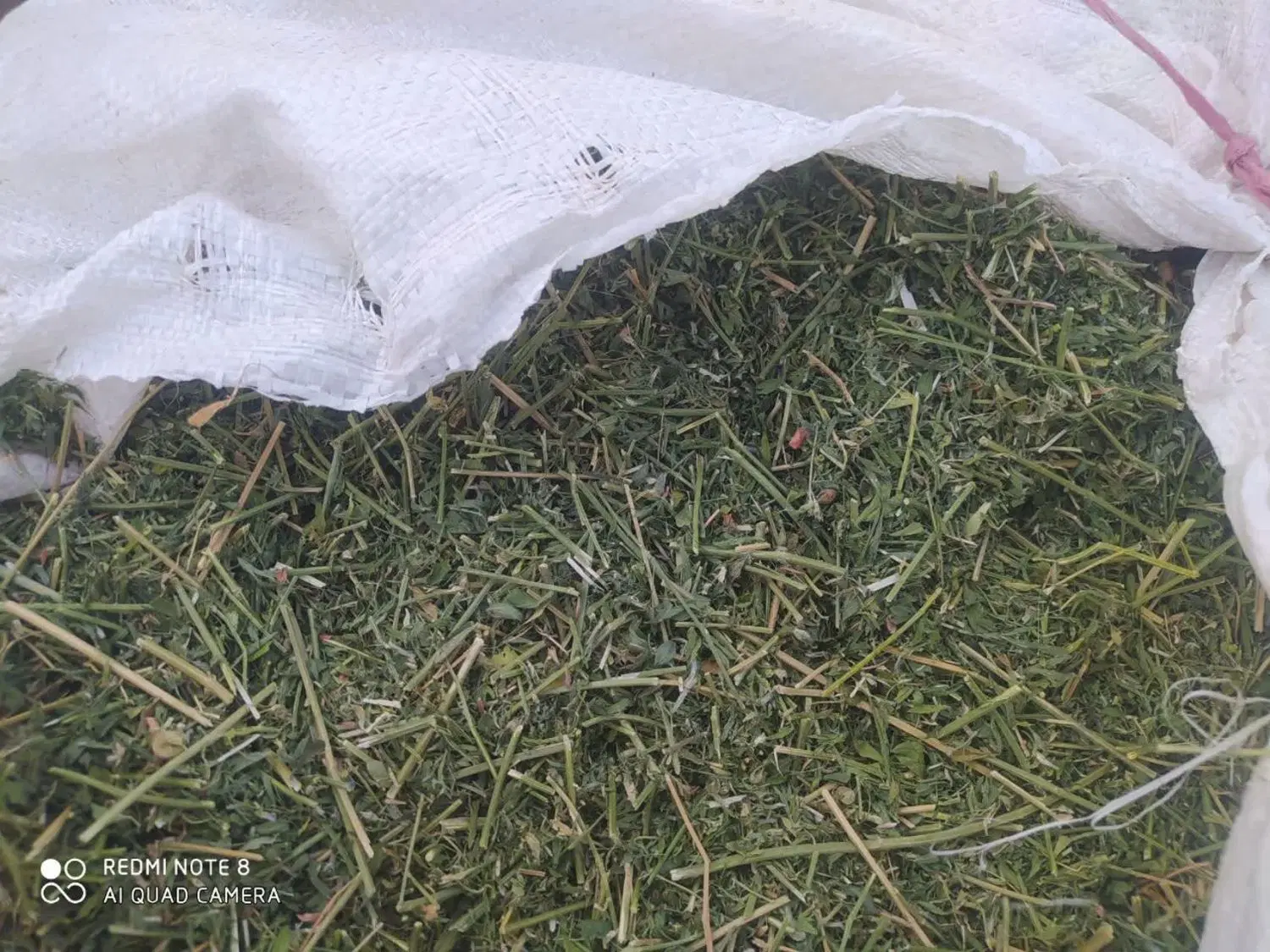 یونجه|خدمات باغبانی و درختکاری|خورموج, |دیوار