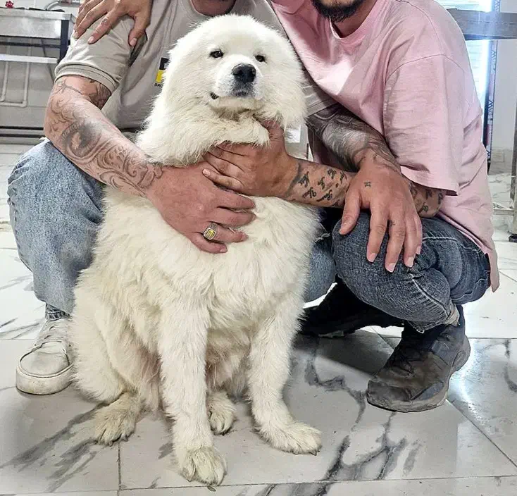 گمشده سگ ساموئید مژدگانی|سگ|قزوین, |دیوار