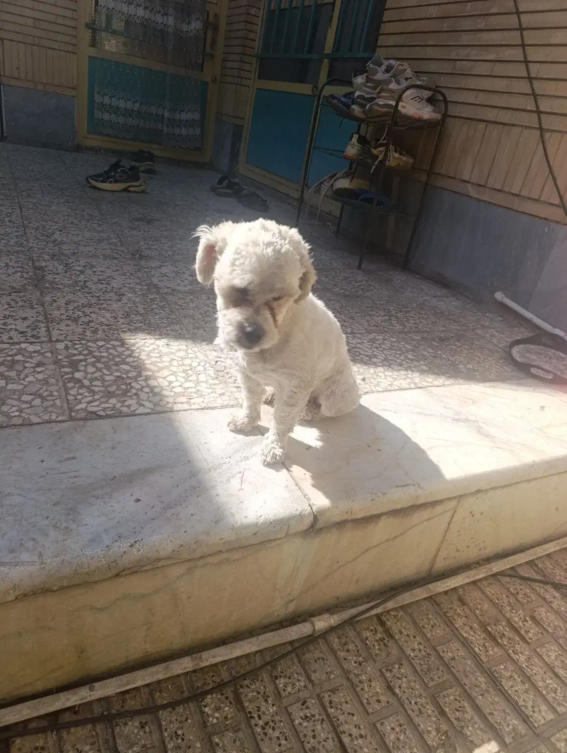 سگ شیتزو واگذاری رایگان|سگ|کرمان, |دیوار