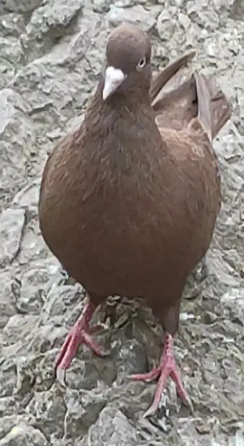 کبوتر زرد|پرنده|قزوین, |دیوار