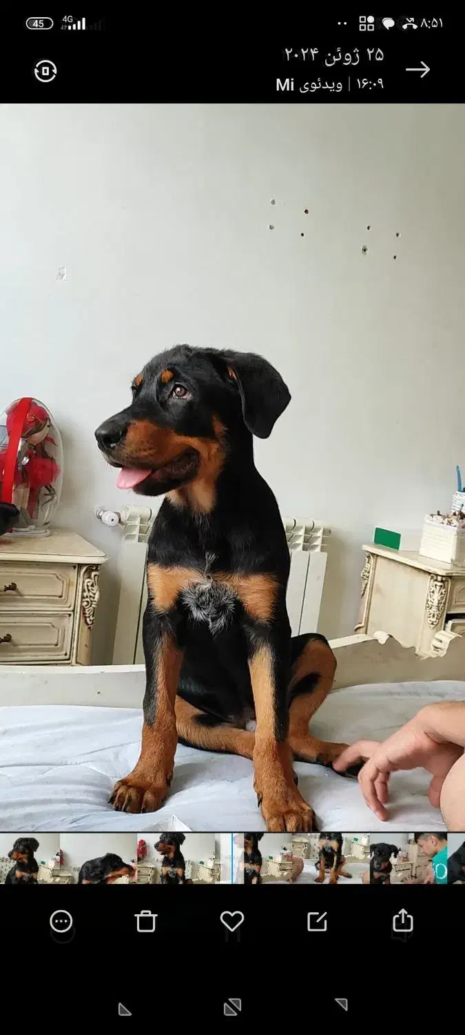 سگ گمشده|حیوانات|رباطکریم, الارد|دیوار