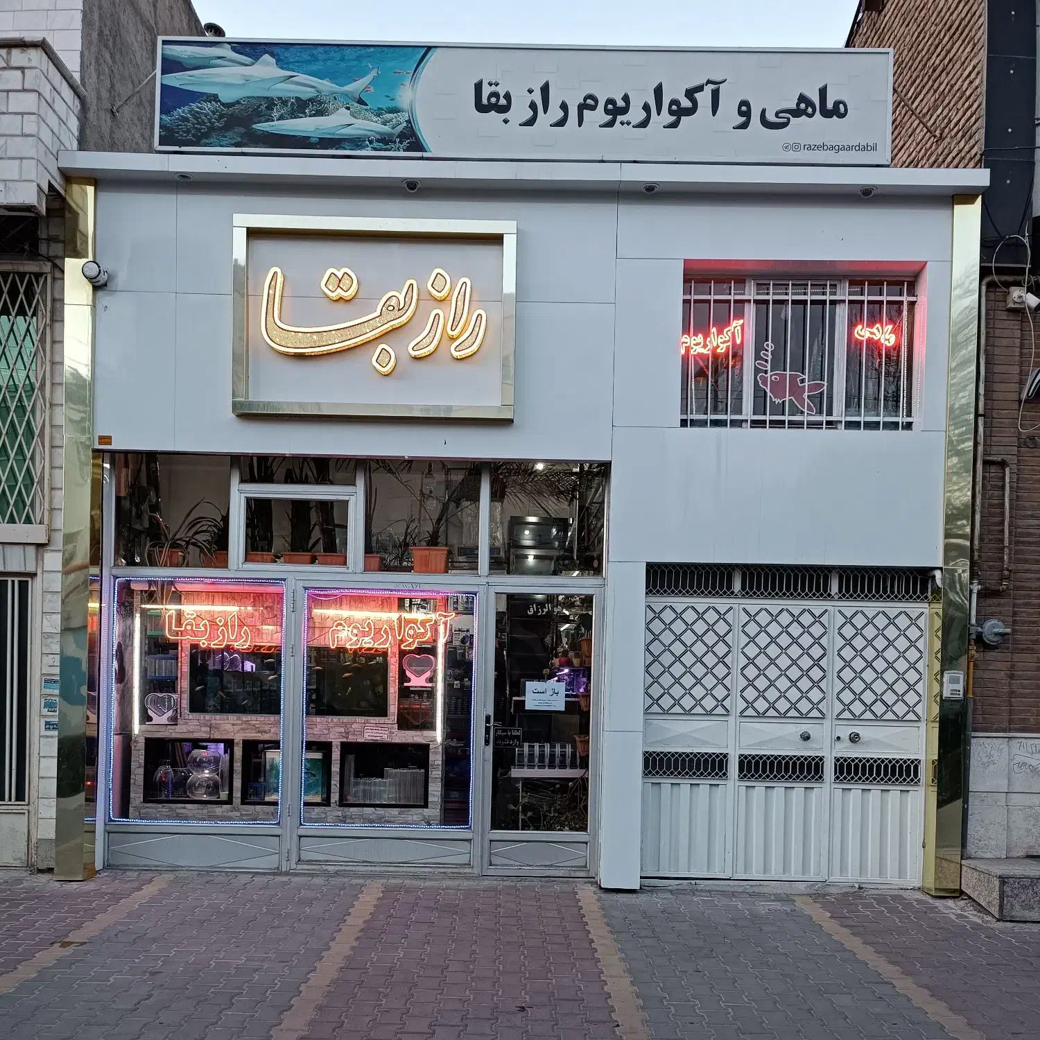 اکواریوم|ماهی|اردبیل, |دیوار