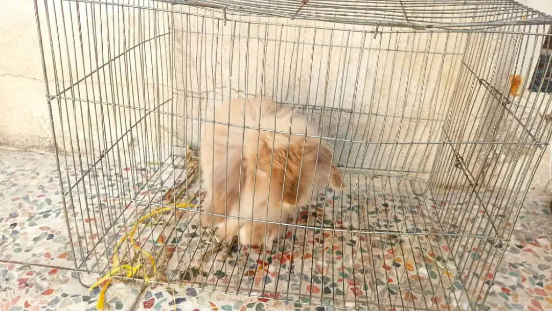 خرگوش مینی لوپ اصلی|موش و خرگوش|شوشتر, |دیوار