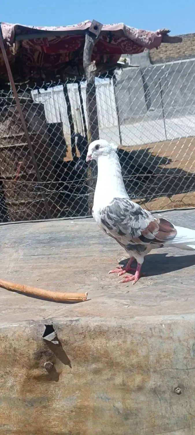 کبوتر|پرنده|چگنی, |دیوار