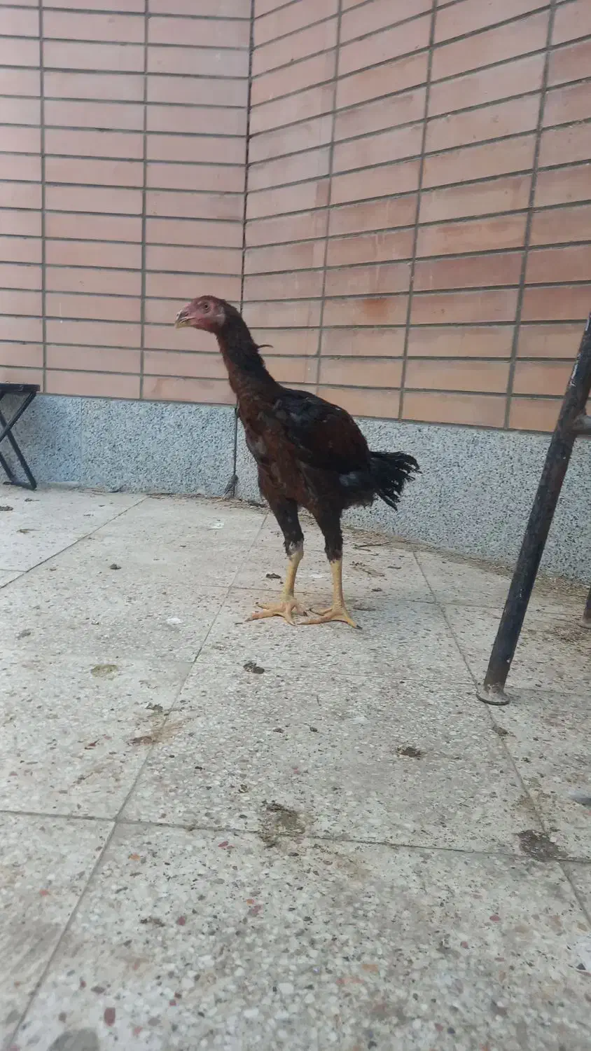 خروس لاری|حیوانات مزرعه|شاهین‌شهر, شهرک میلاد|دیوار