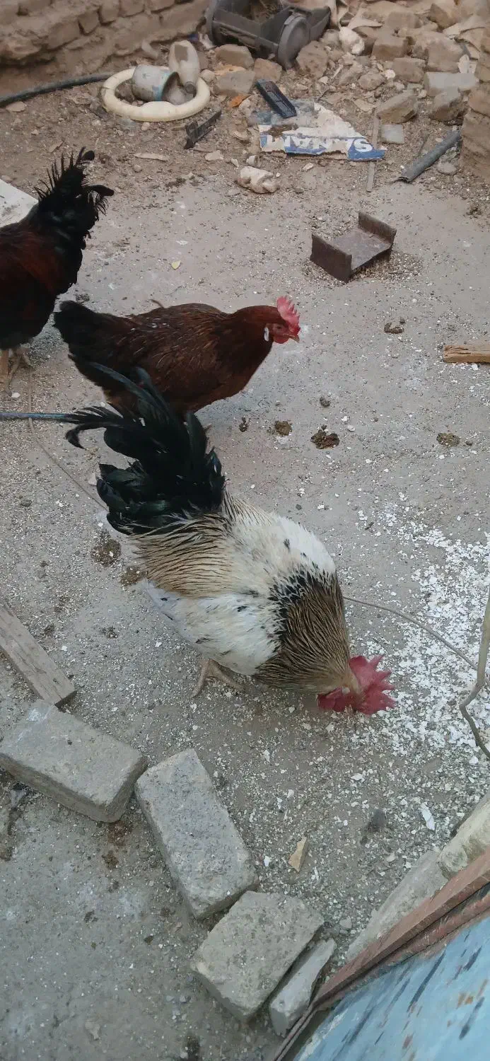 مرغ خروس اصیل محلی|حیوانات مزرعه|ورامین, خیر آباد|دیوار