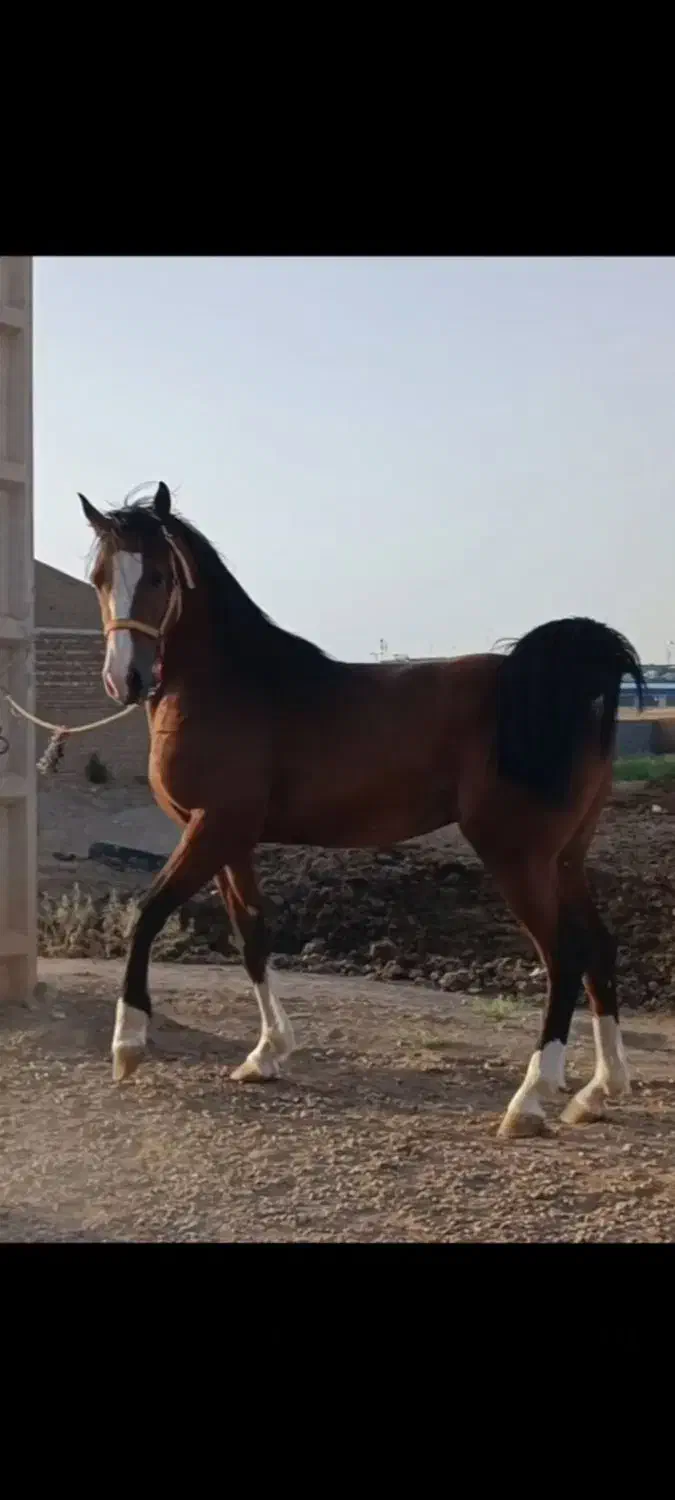 اسب|اسب و تجهیزات اسب‌سواری|بادرود, |دیوار