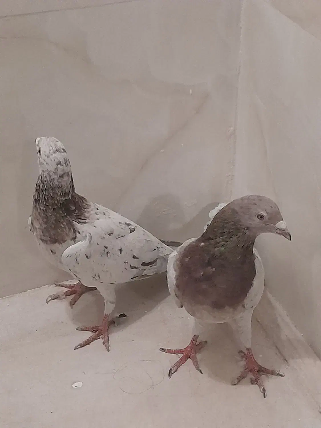 کبوتر پلاکی اصل سرور|پرنده|پاکدشت, پاکدشت (مامازند)|دیوار