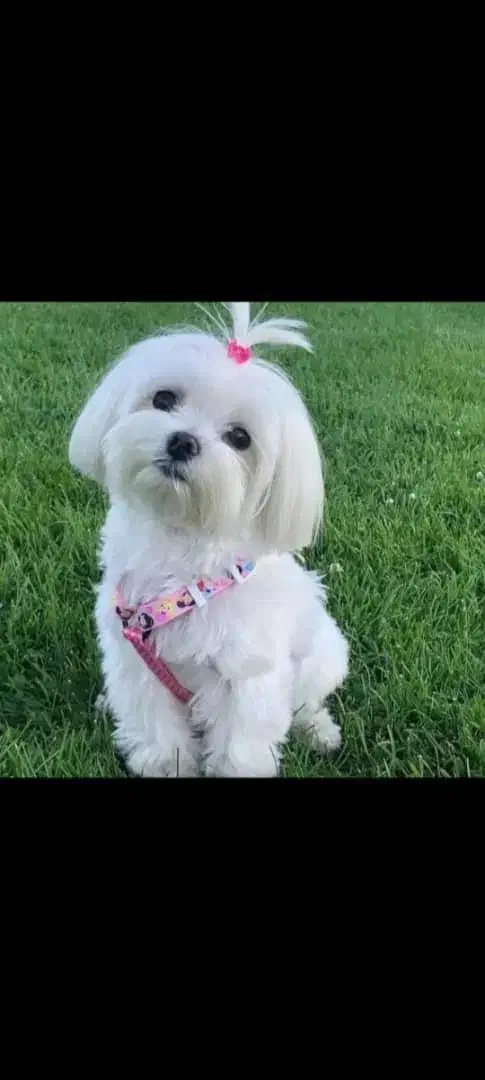 توله سگ های کوچولو موچولو خواستنی|سگ|باغستان, |دیوار