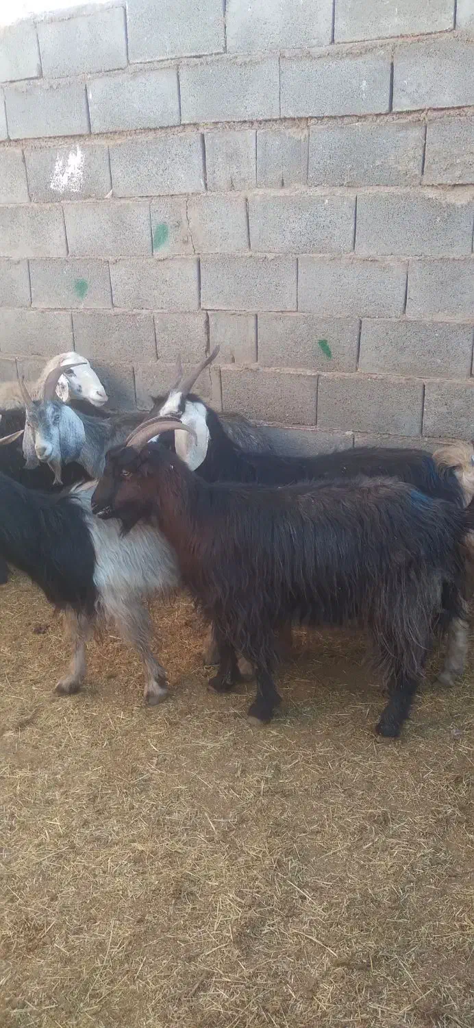 ۱۱راس بزجوان آبستن سه ماهه جفتی ۱۶۰۰۰۰۰۰|حیوانات مزرعه|بهمن صغاد, |دیوار