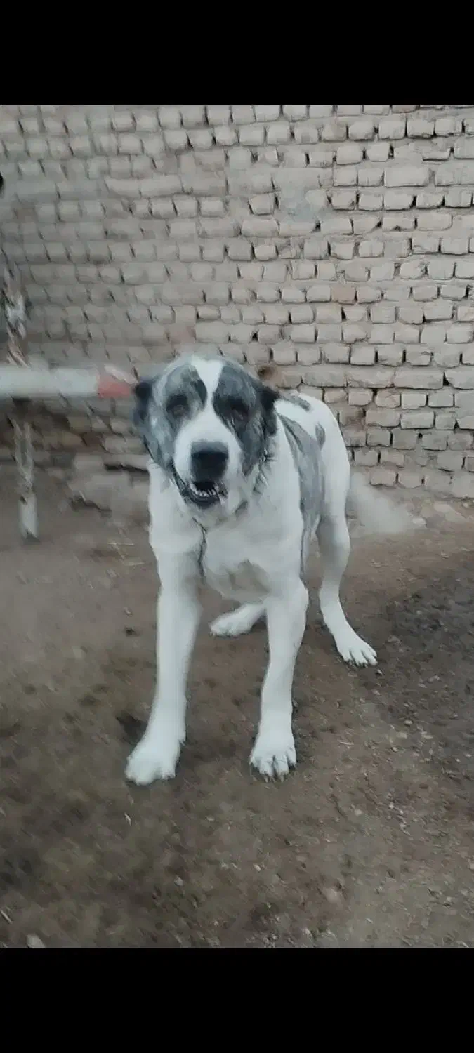 نژاد سرابی|سگ|اسفراین, |دیوار