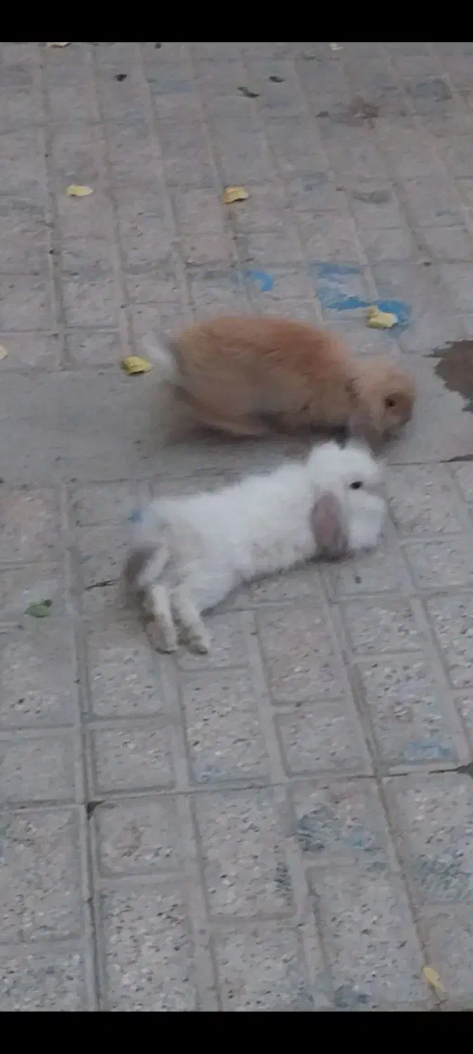 سلام دوعددخرگوش لوپ گم شده|موش و خرگوش|تربت جام, شهید نصرالهی|دیوار