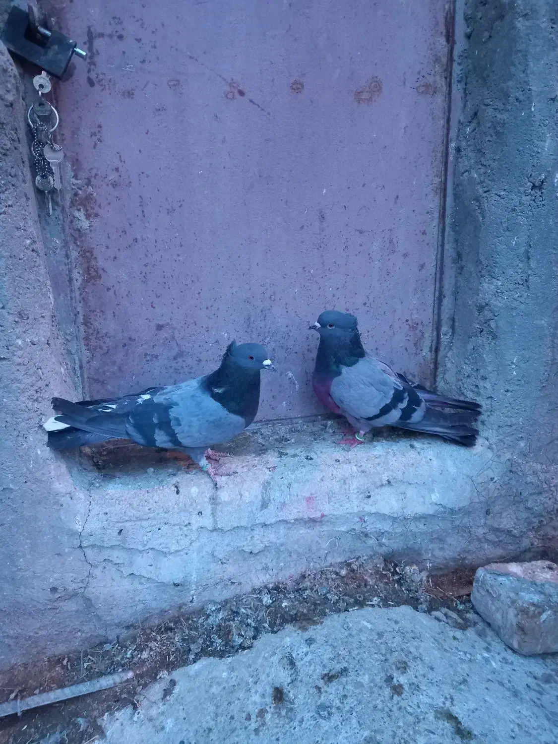 کبوتر سبز|پرنده|سجاس رود, |دیوار