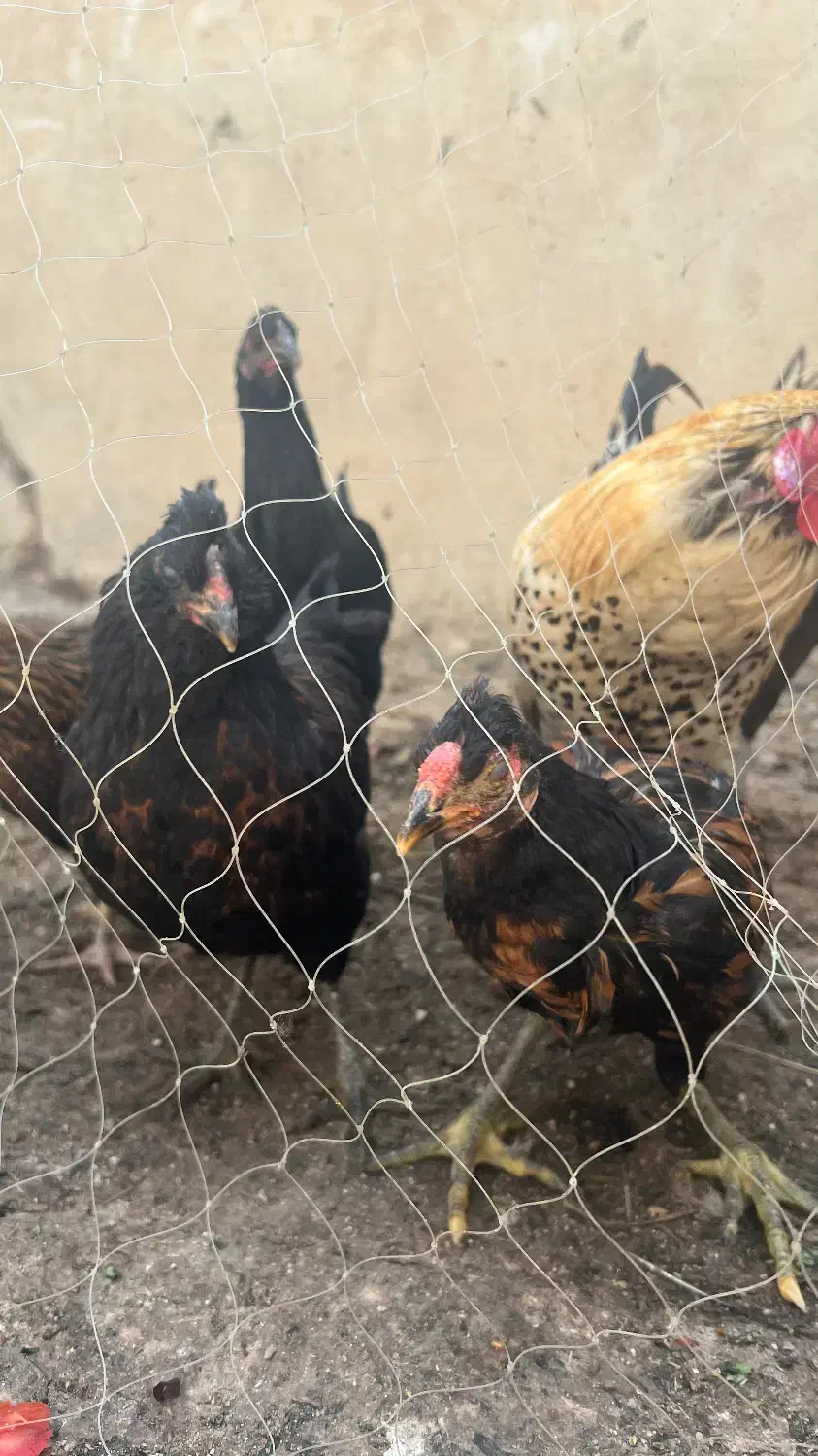 خروس و مرغ تخمگذار|حیوانات مزرعه|بندر دیر, |دیوار