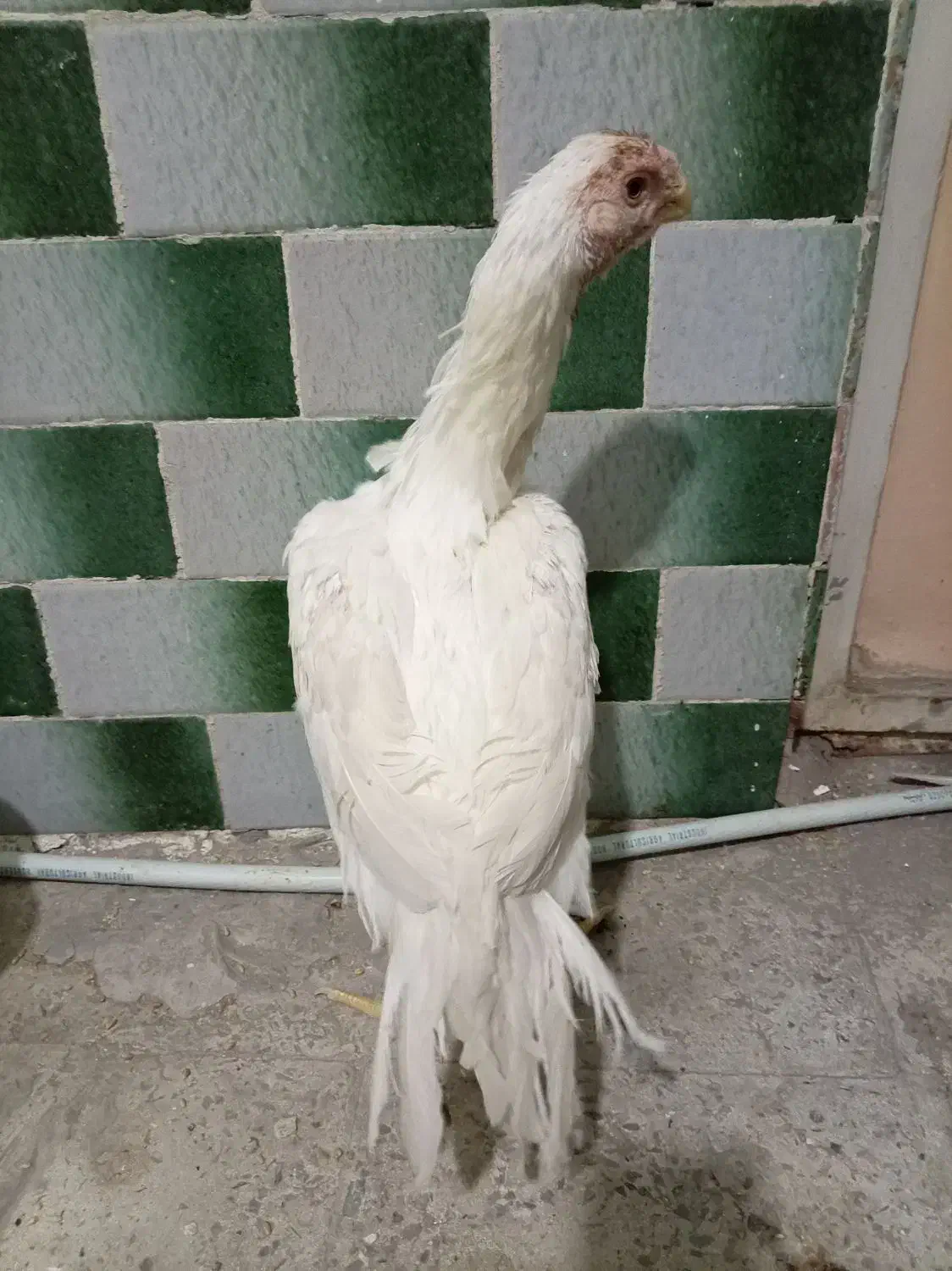 جوجه هندی|حیوانات مزرعه|رباط‌کریم, نصیرشهر|دیوار