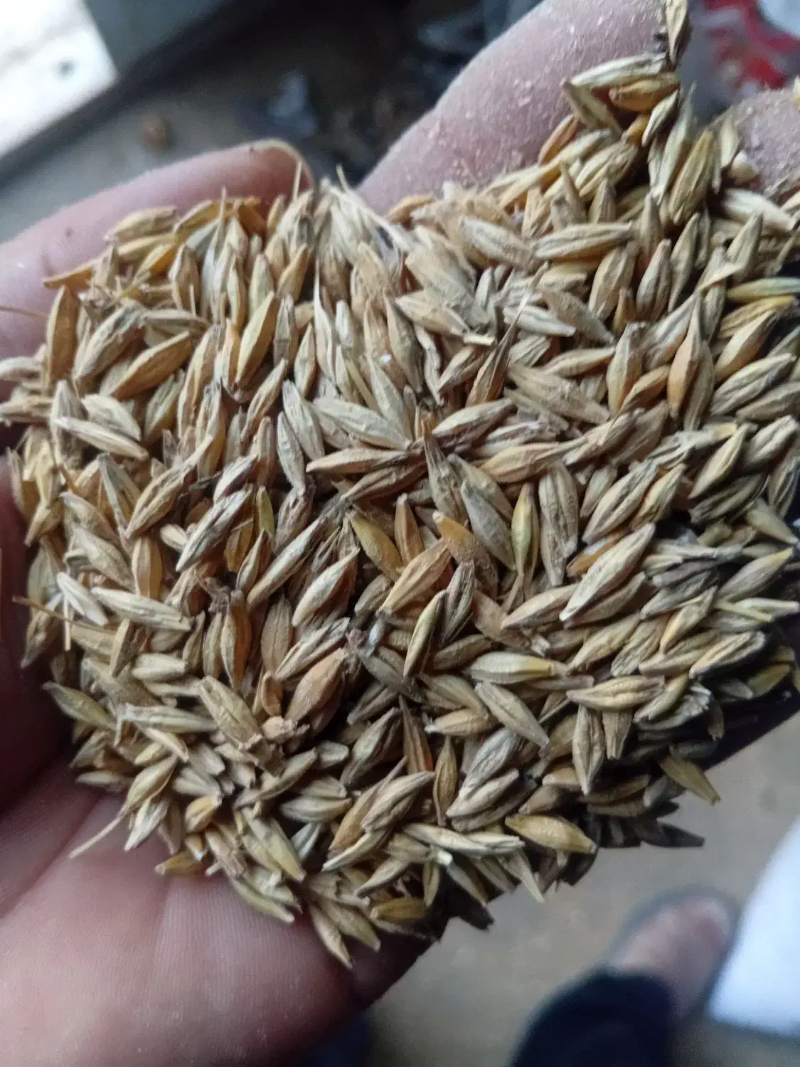 فروش جو محلی بذری الوی|خدمات باغبانی و درختکاری|گنبد کاووس, |دیوار