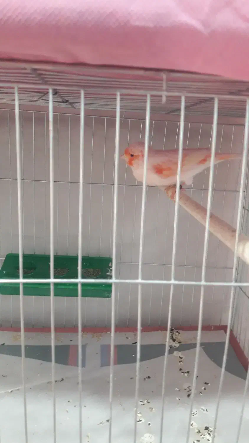 فروش انواع قناریهای مست مست درتنوع رنگ بالا|پرنده|بندر ماهشهر, |دیوار