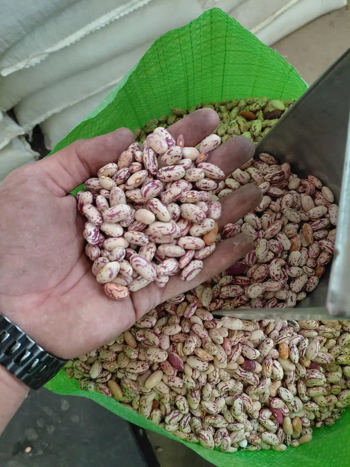 لوبیا چیتی زنجان|خوردنی و آشامیدنی|تهران, انبار نفت|دیوار