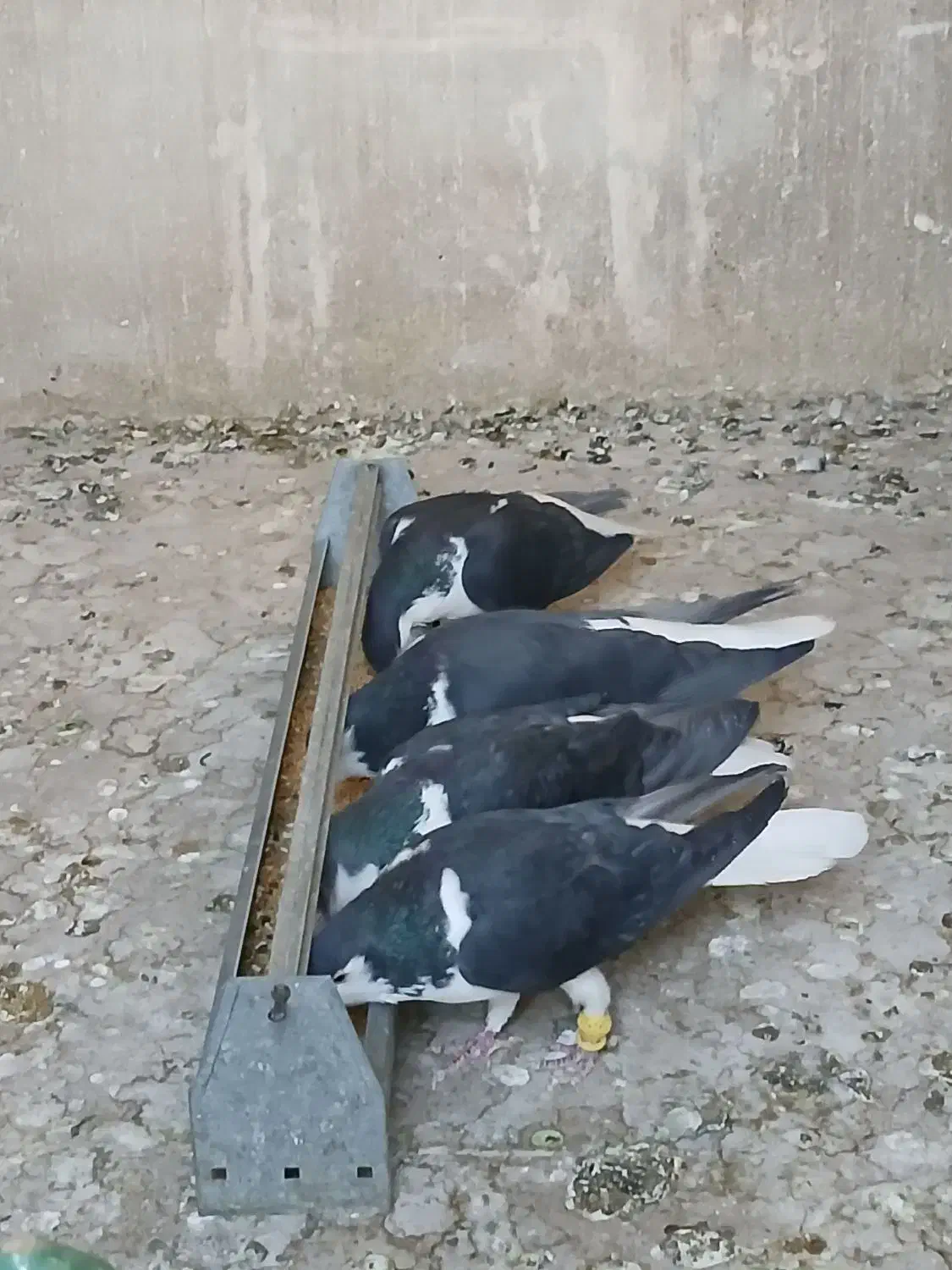 پلاس سیاه مهر مهر نروماده دو جفت با جوجه هاشون|پرنده|قم, شاه ابراهیم|دیوار