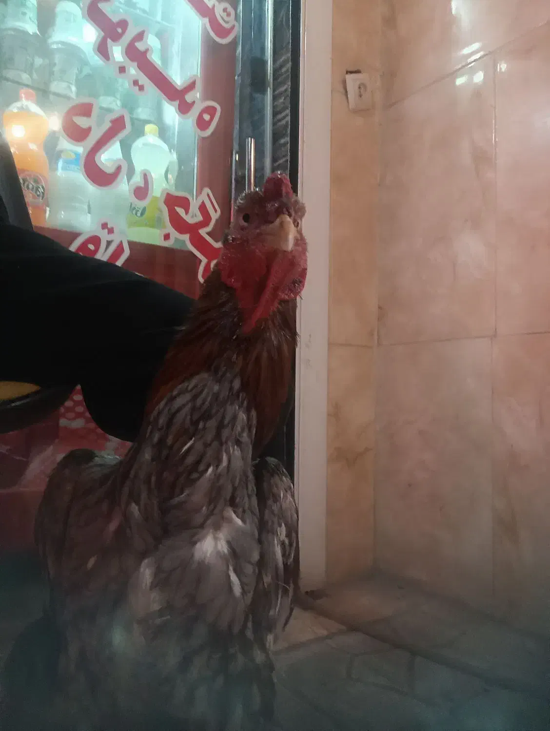 لاری|حیوانات مزرعه|مشگین شهر, |دیوار