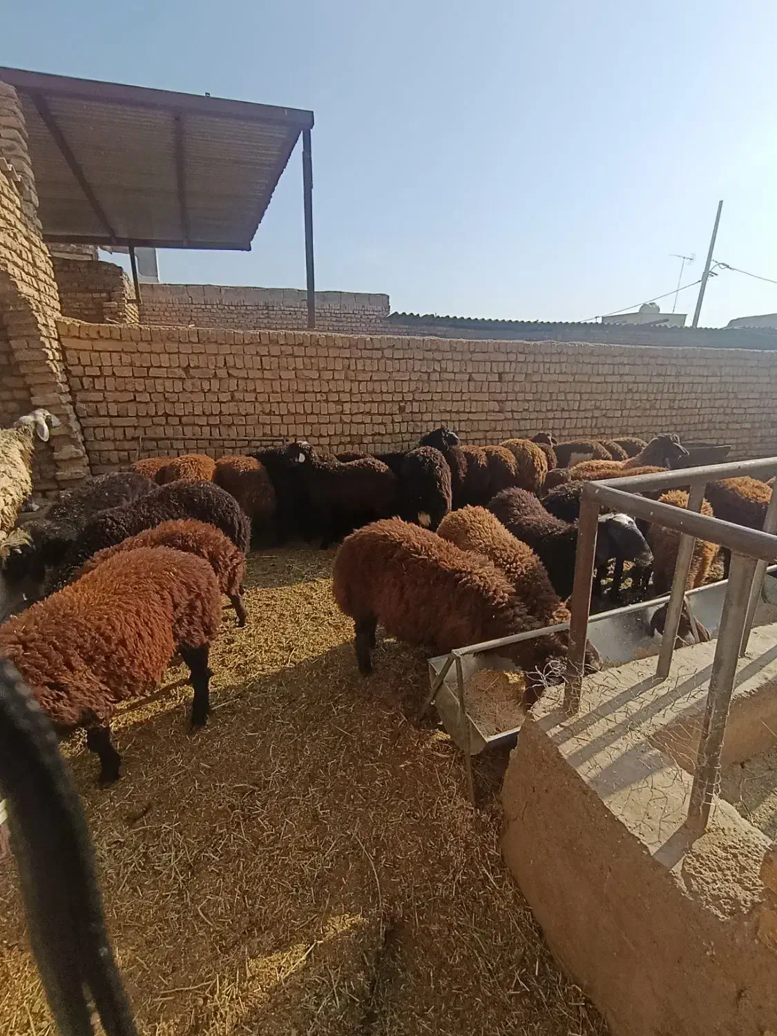 بره نر وماده|حیوانات مزرعه|پیر بکران, |دیوار