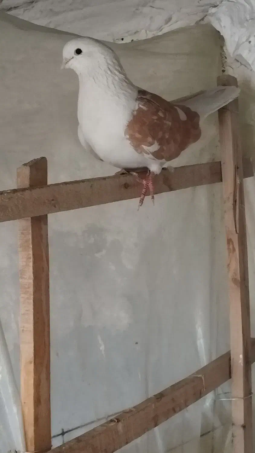 کبوتر|پرنده|فولادشهر, A1|دیوار