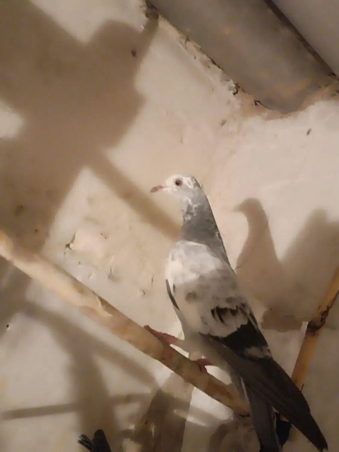 فروش چن  عدد کبوتر|پرنده|کهریزک, |دیوار