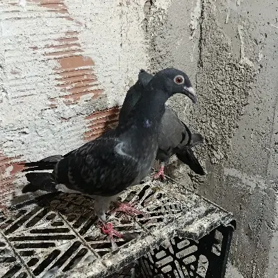 کفتر|پرنده|گرگان, |دیوار