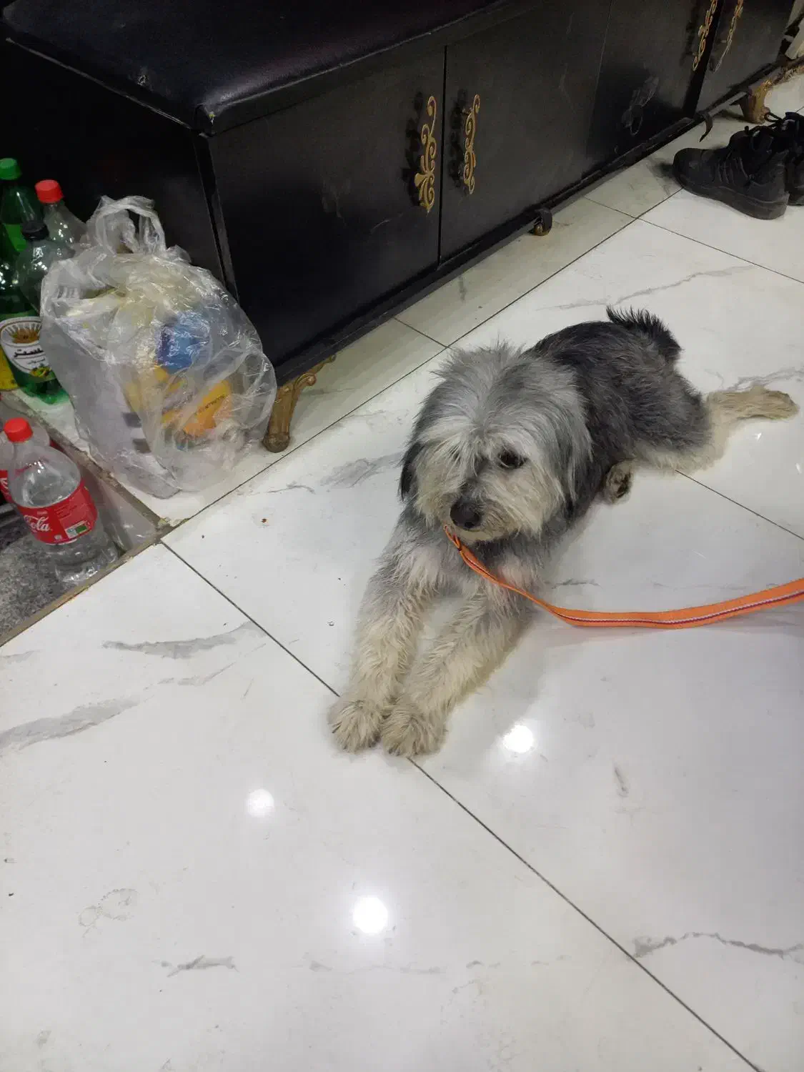 سگ خانگی|حیوانات|ری, فیروزآبادی|دیوار