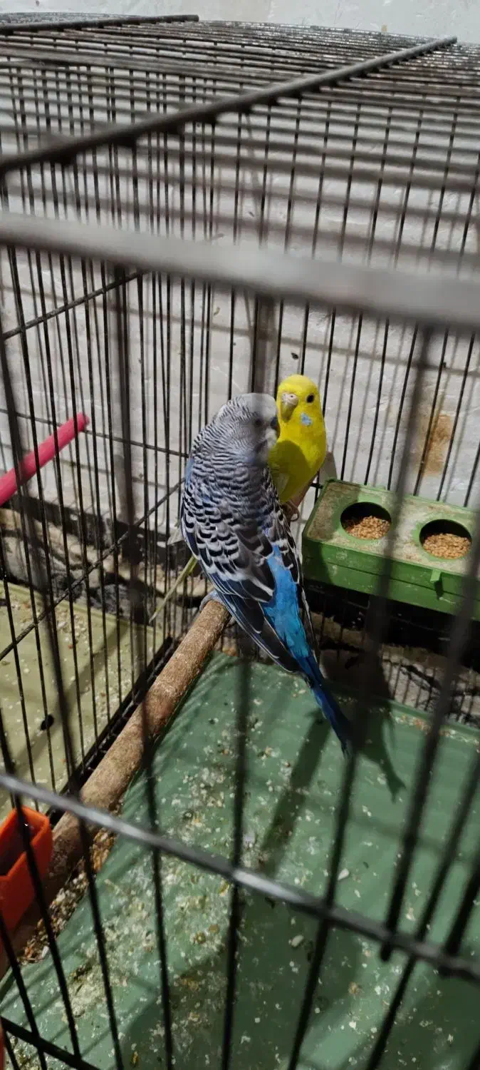 مرغ عشق مولد|پرنده|آبادان, |دیوار